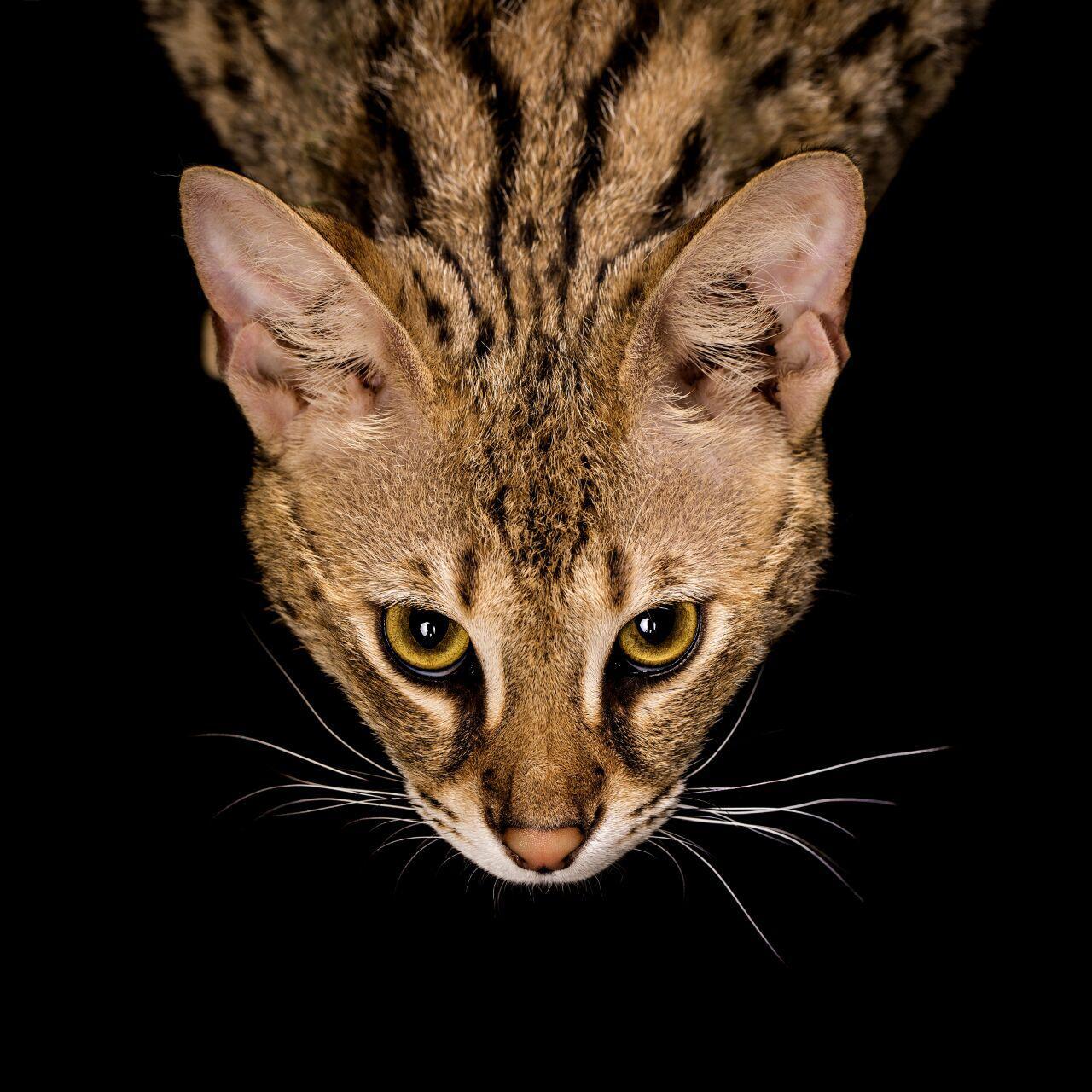 Тропический кисс – афиша