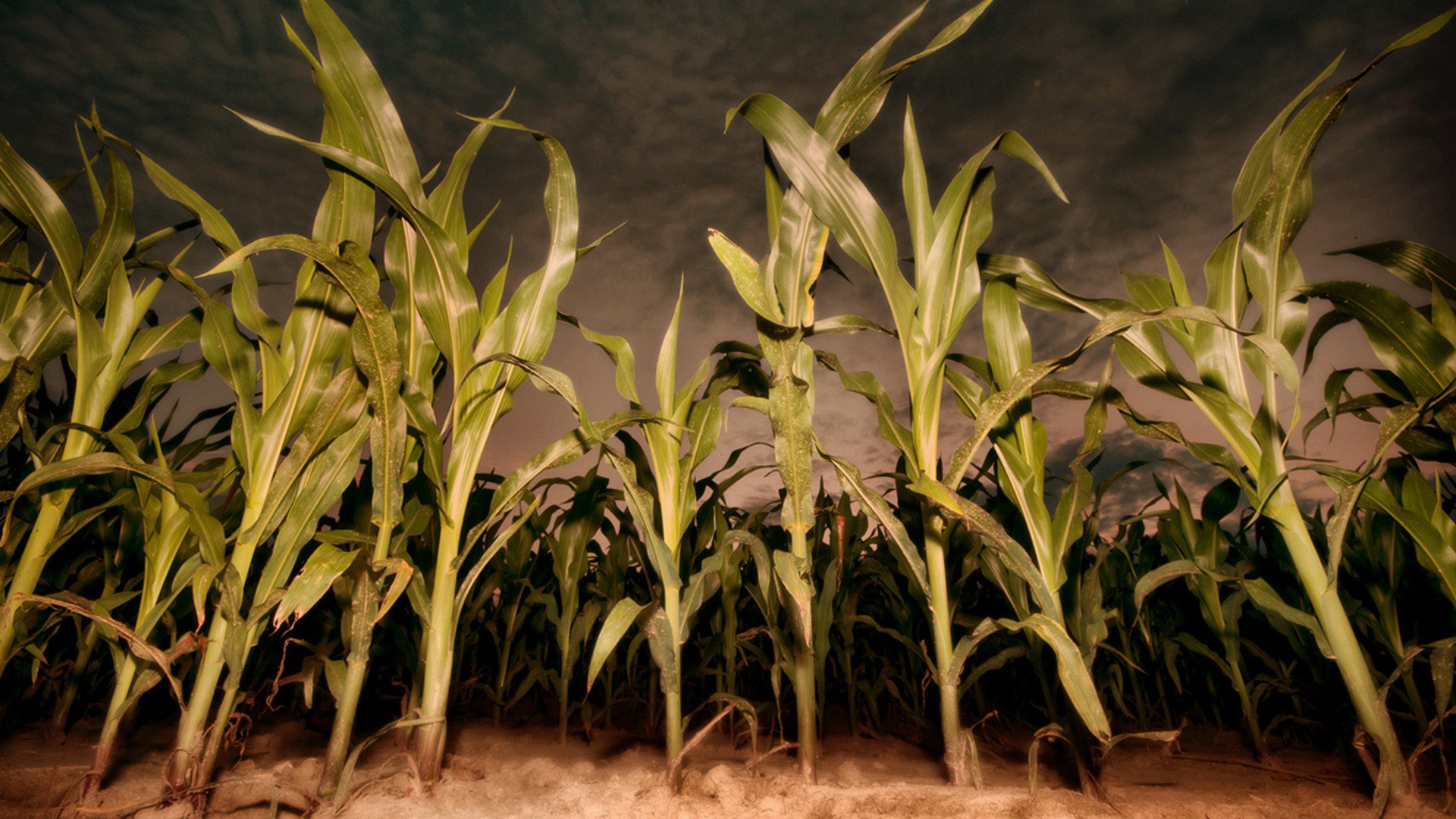Дети кукурузы-7: Апокалипсис – афиша