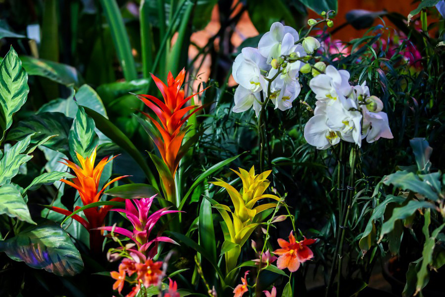 VIII Фестиваль орхидей, хищных растений и растений пустынь «Тропическая зима» – афиша
