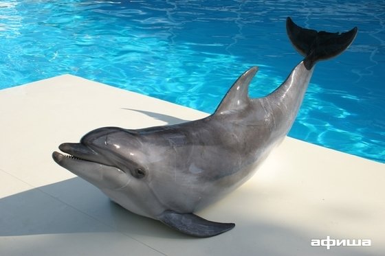 Дельфинарий – афиша