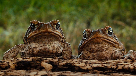 Тростниковые жабы: Оккупация 3D – афиша