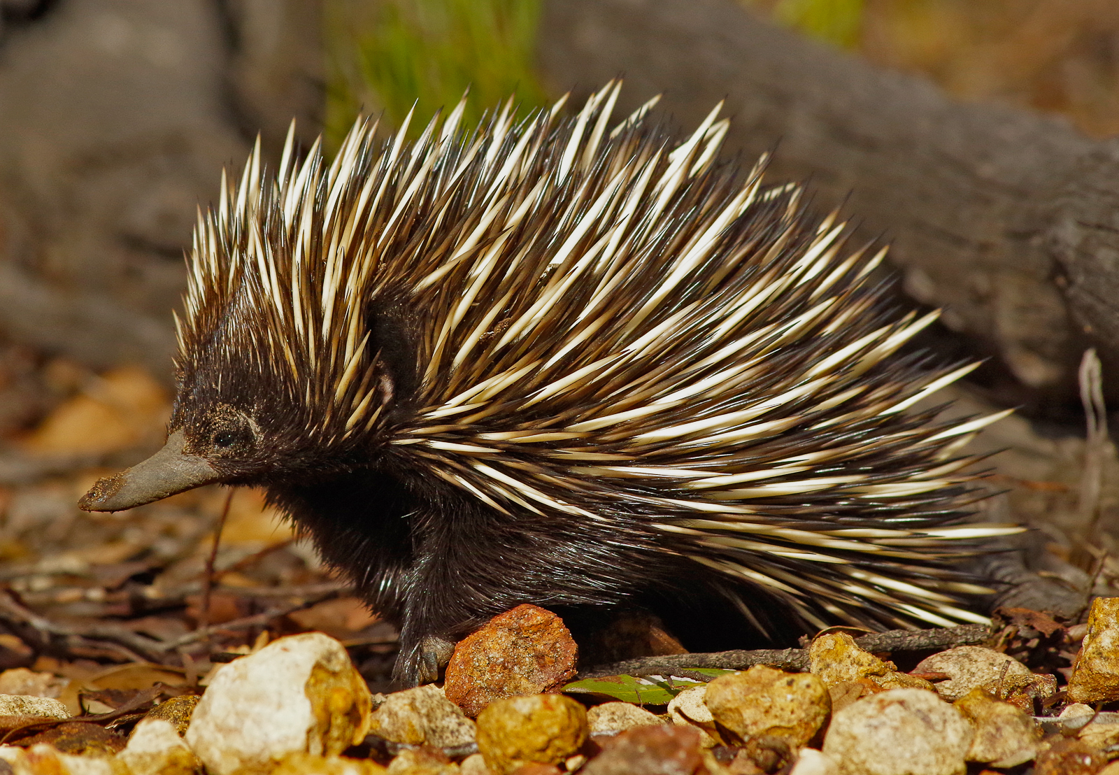 Первозвери – афиша