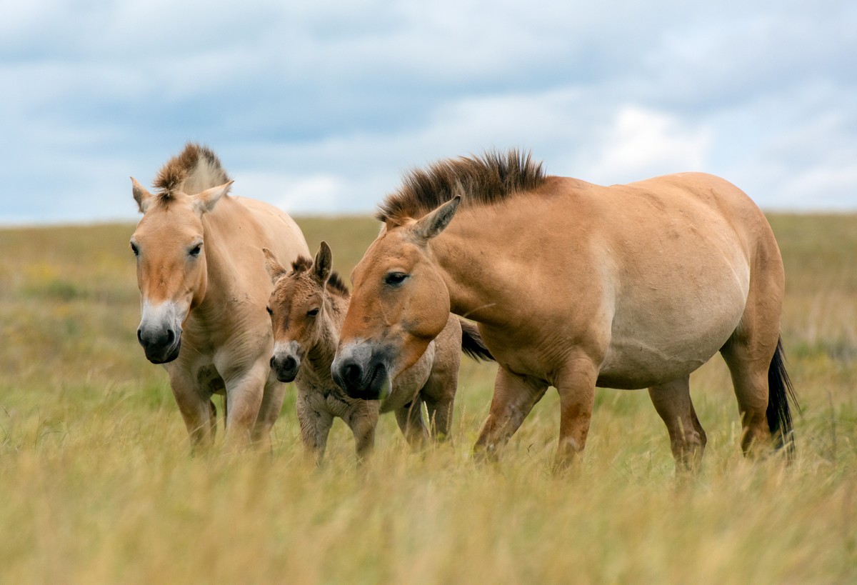 Лошадь Пржевальского: последняя дикая лошадь на Земле – афиша