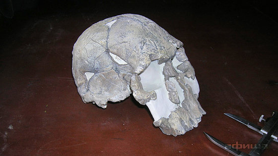 10 черепов, которые потрясли мир – афиша