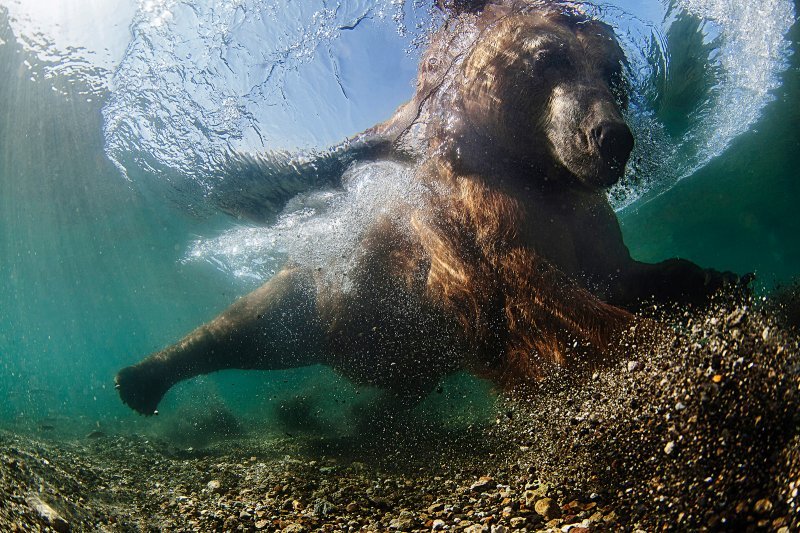 Фестиваль подводной фотографии «Дикий подводный мир» – афиша