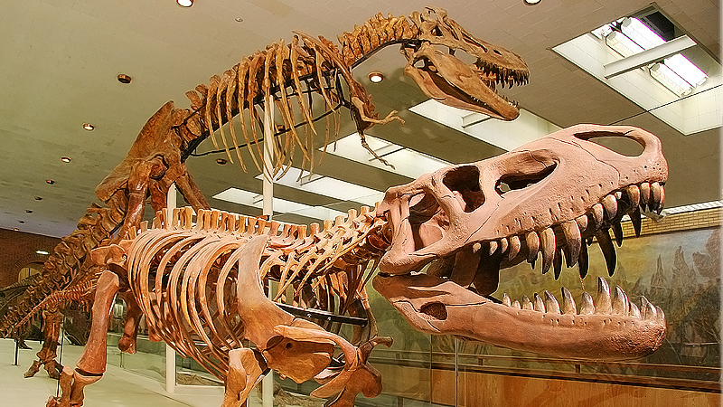 Где смотреть на динозавров: 5 музеев и парков – Афиша