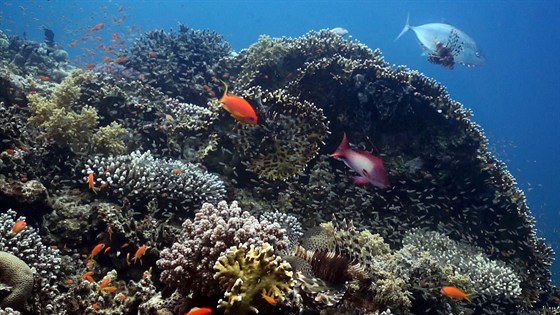 Коралловый риф — от планктона до акул – афиша
