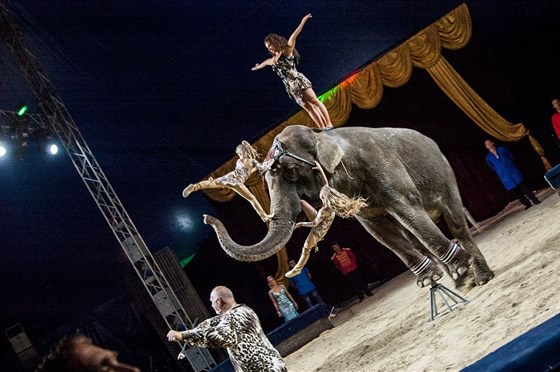 Новогодние чудеса в цирке огромных зверей – афиша