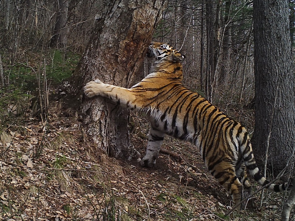 Тропой амурского тигра – афиша
