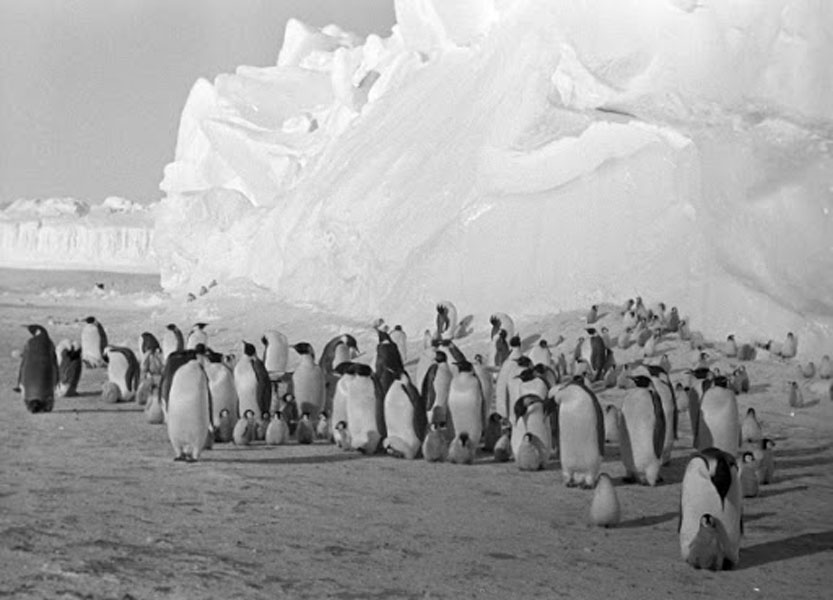 Повесть о пингвинах – афиша