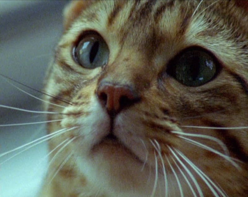 BBC: Загадочные кошки – афиша
